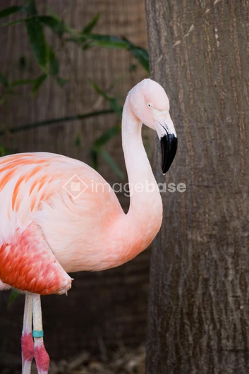 Pink Flamingo in Nature