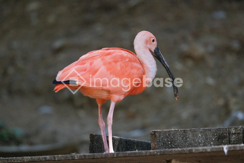 Scarlet Ibis on a Platform