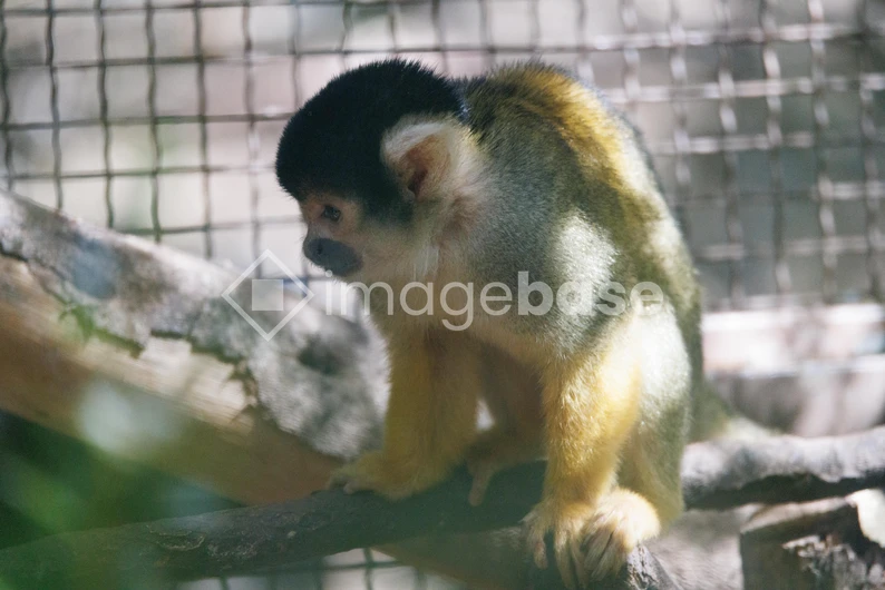 Monkey in Enclosure
