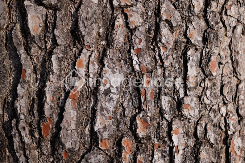 Detailed Tree Bark Texture