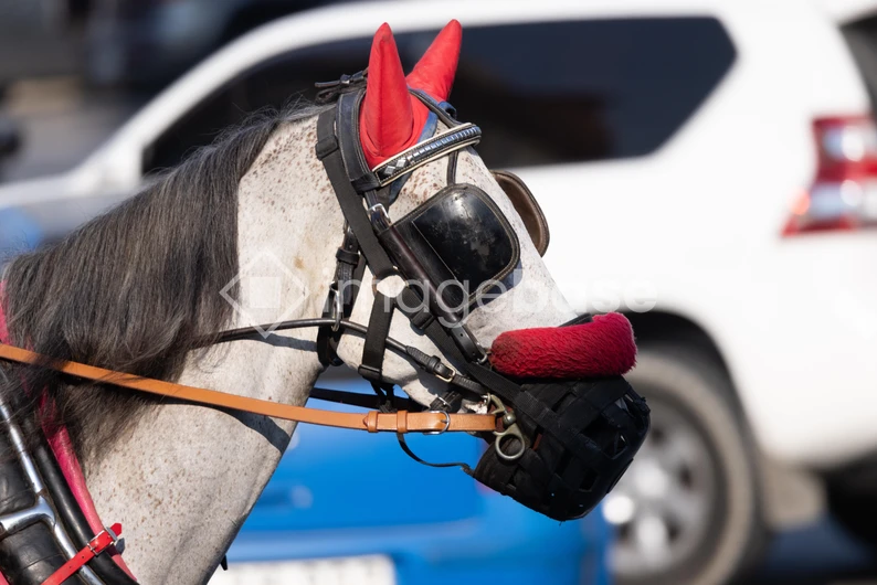 Harnessed Horse in Urban Setting