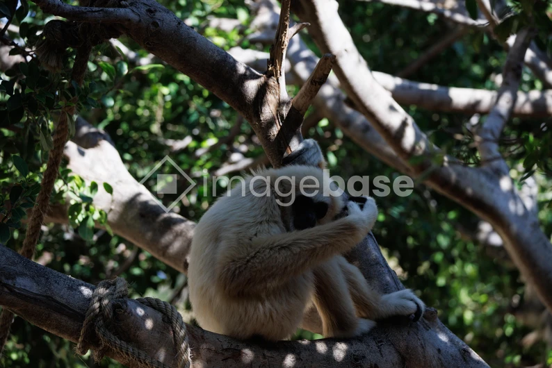 Gibbon in Natural Habitat