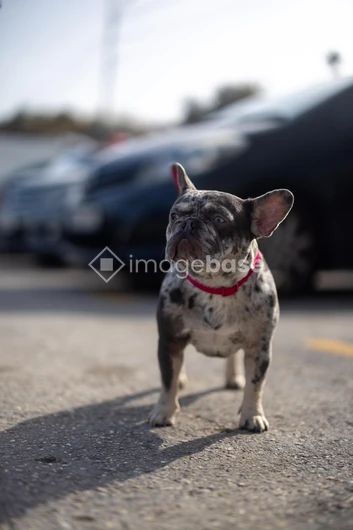 Bulldog in the City
