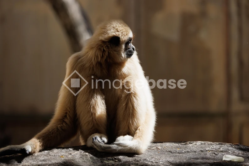 Solitary Gibbon in Natural Habitat
