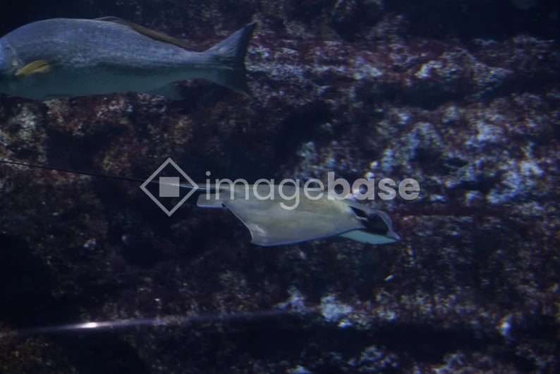 Underwater Scene with Ray and Fish