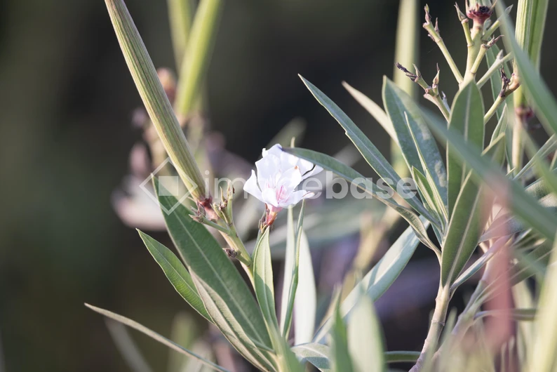Delicate White Blossom Among Greenery