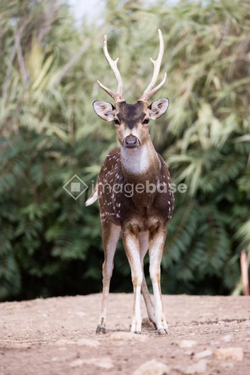 Graceful Deer in Natural Habitat