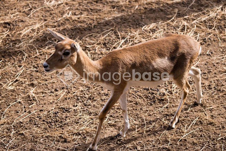 Young Deer in its Natural Habitat