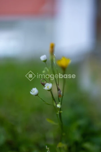 Gentle Wildflowers Close-up