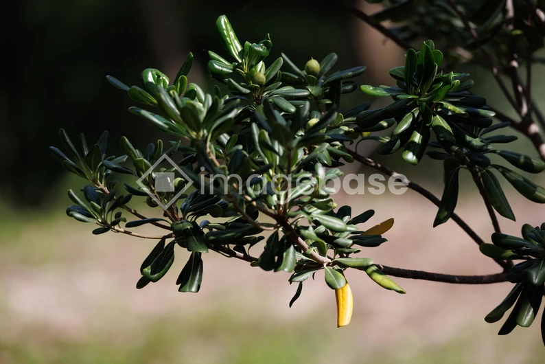 Close-up of a Branch with Leaves