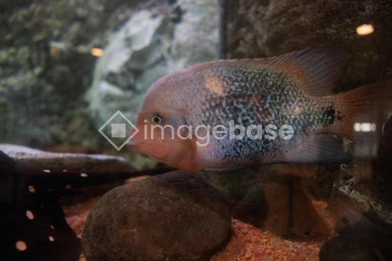 Aquarium Fish Close-Up