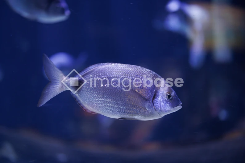 Serene Aquarium Fish