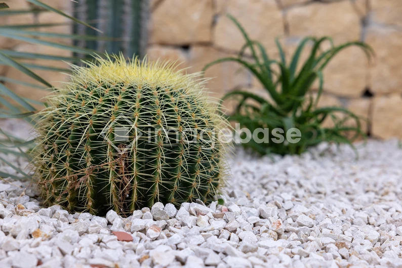 Desert Cactus in Garden
