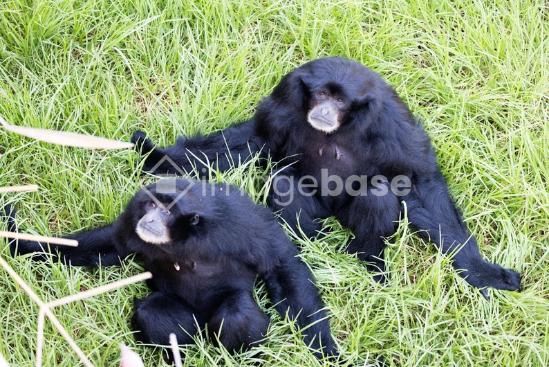 Pair of Gibbons Resting