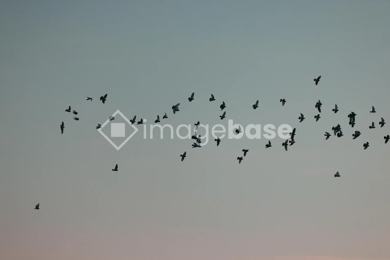 Flock of Birds in Flight