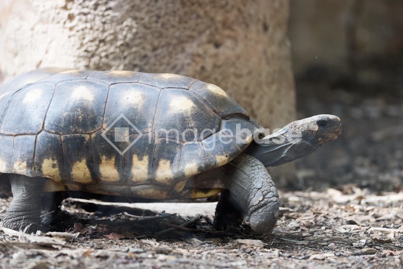 Tortoise in Natural Habitat