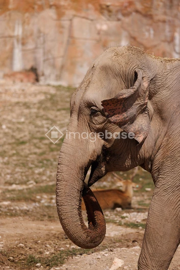 Elephant in Natural Habitat