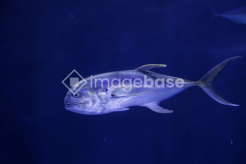 Serene Underwater Fish