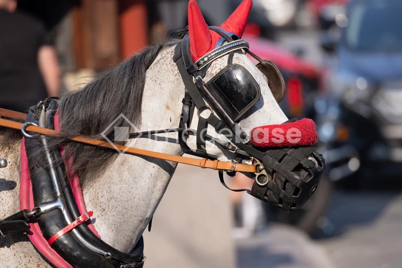 Horse with Protective Gear