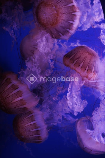 Jellyfish in Deep Blue Waters