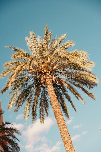 Serene Palm Tree Under Blue Sky