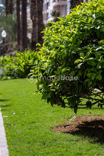 Lush Garden Pathway