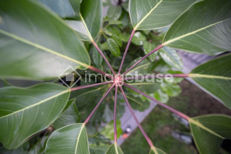 Radiating Plant Leaves