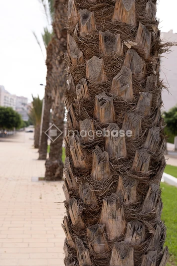 Palm Tree Textures